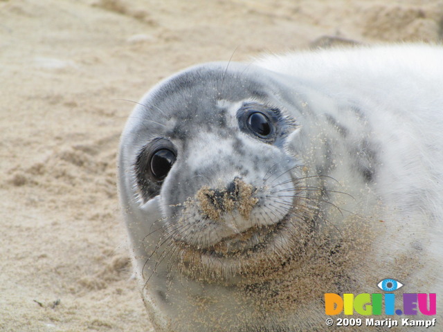 SX11315 Cute Grey or atlantic seal pup on beach (Halichoerus grypsus)